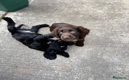 Cocker Spaniel dogs for sale: Cocker spaniel puppies 🐶 - Image 12