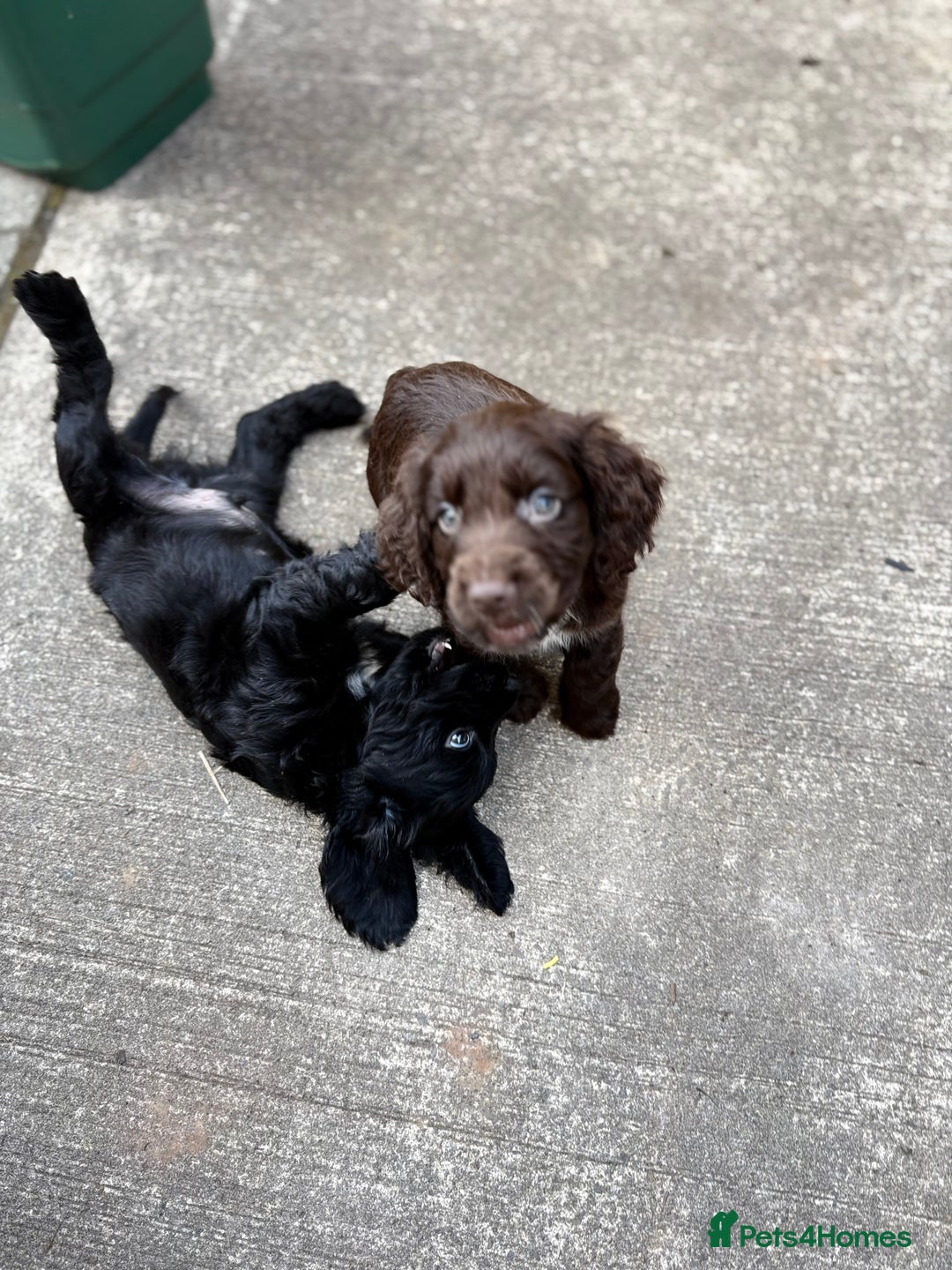 Cocker Spaniel dogs for sale: Cocker spaniel puppies 🐶 - Image 12