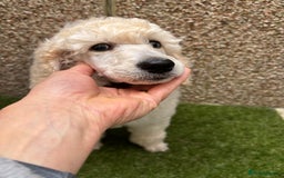 Standard Poodle dogs for sale: Standard poodle  - Image 31