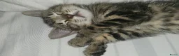 Domestic Shorthair cats for adoption: Rescue kitten bella needs home  - Advert 8