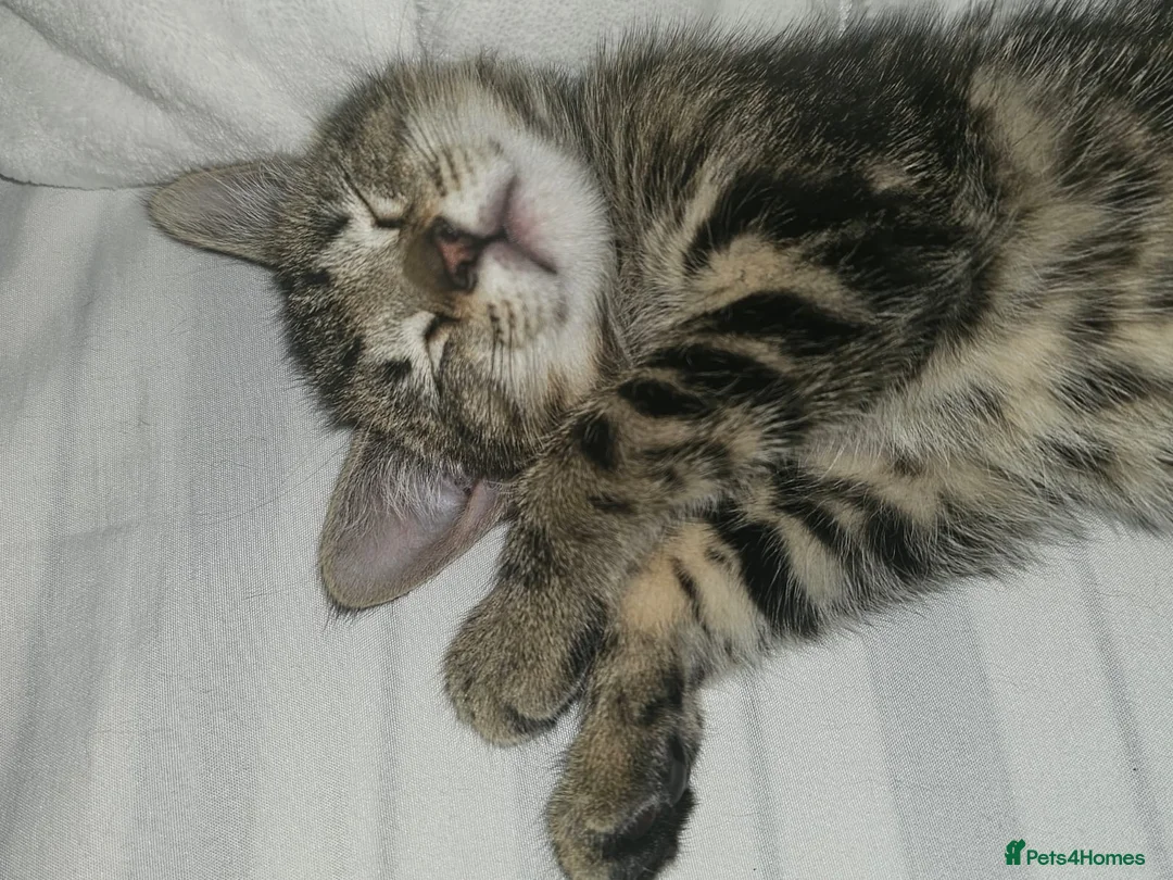 Domestic Shorthair cats for adoption: Rescue kitten bella needs home  - Advert 8