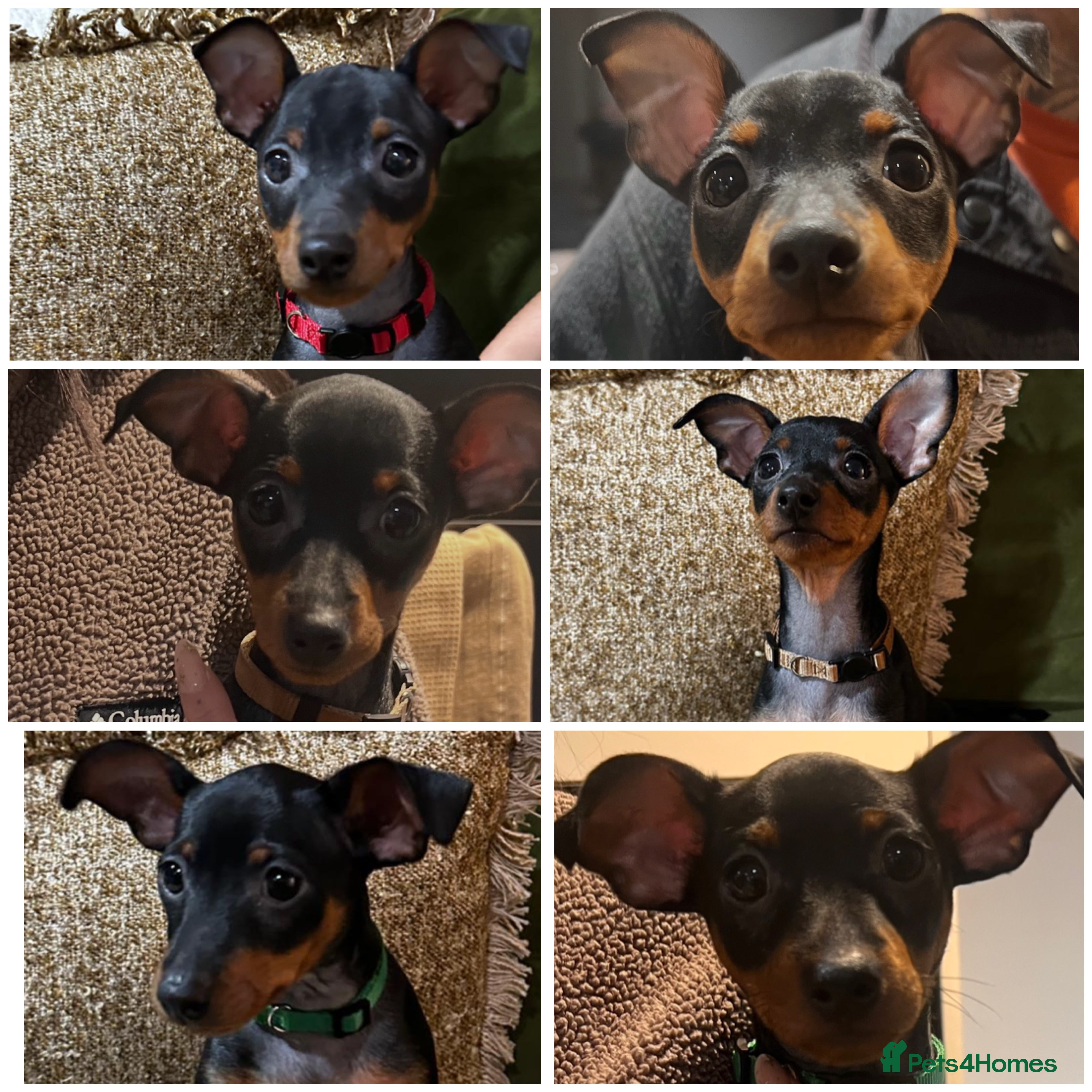 Miniature Pinscher dogs Stunning Miniature Pinschers (ready now!) - Advert 3