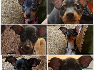 Miniature Pinscher dogs Stunning Miniature Pinschers (ready now!) - Advert 3