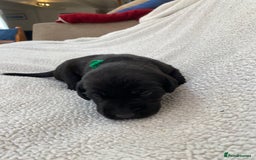 Labrador Retriever dogs for sale: Stunning Labrador Puppies - Image 25