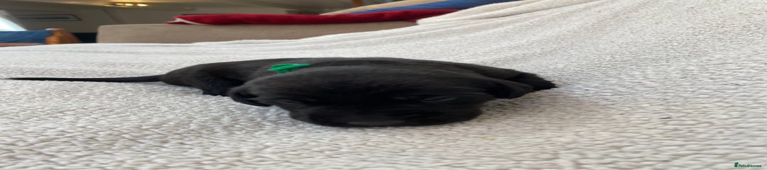 Labrador Retriever Puppy 4