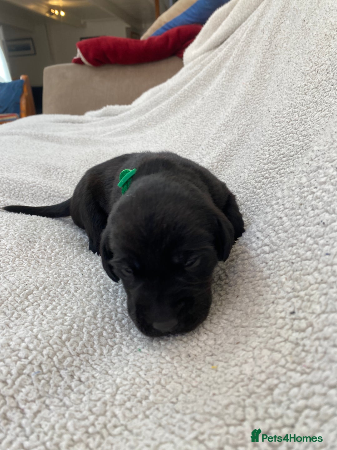 Labrador Retriever dogs for sale: Stunning Labrador Puppies - Image 25