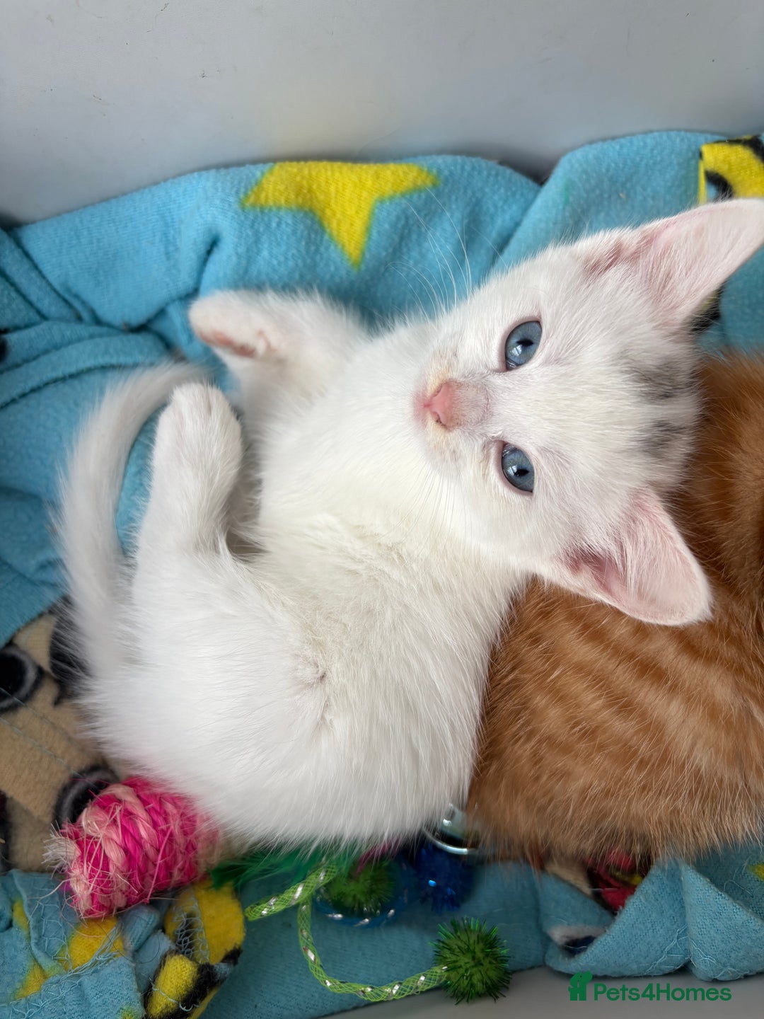 Domestic Shorthair cats for sale: Kittens looking for forever home.  - Image 33