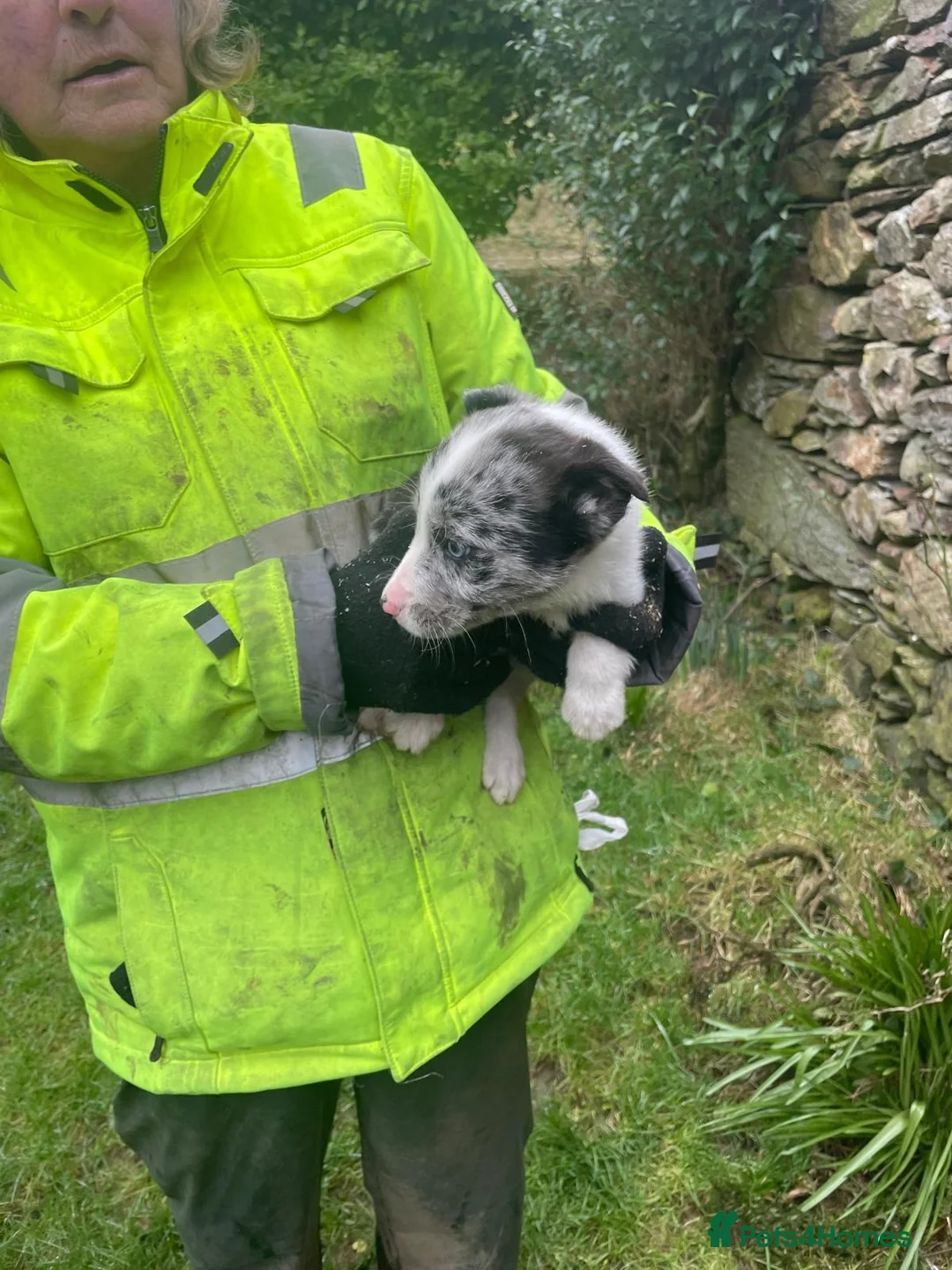 Border Collie dogs for sale: Sweet collie puppy’s  - Advert 7