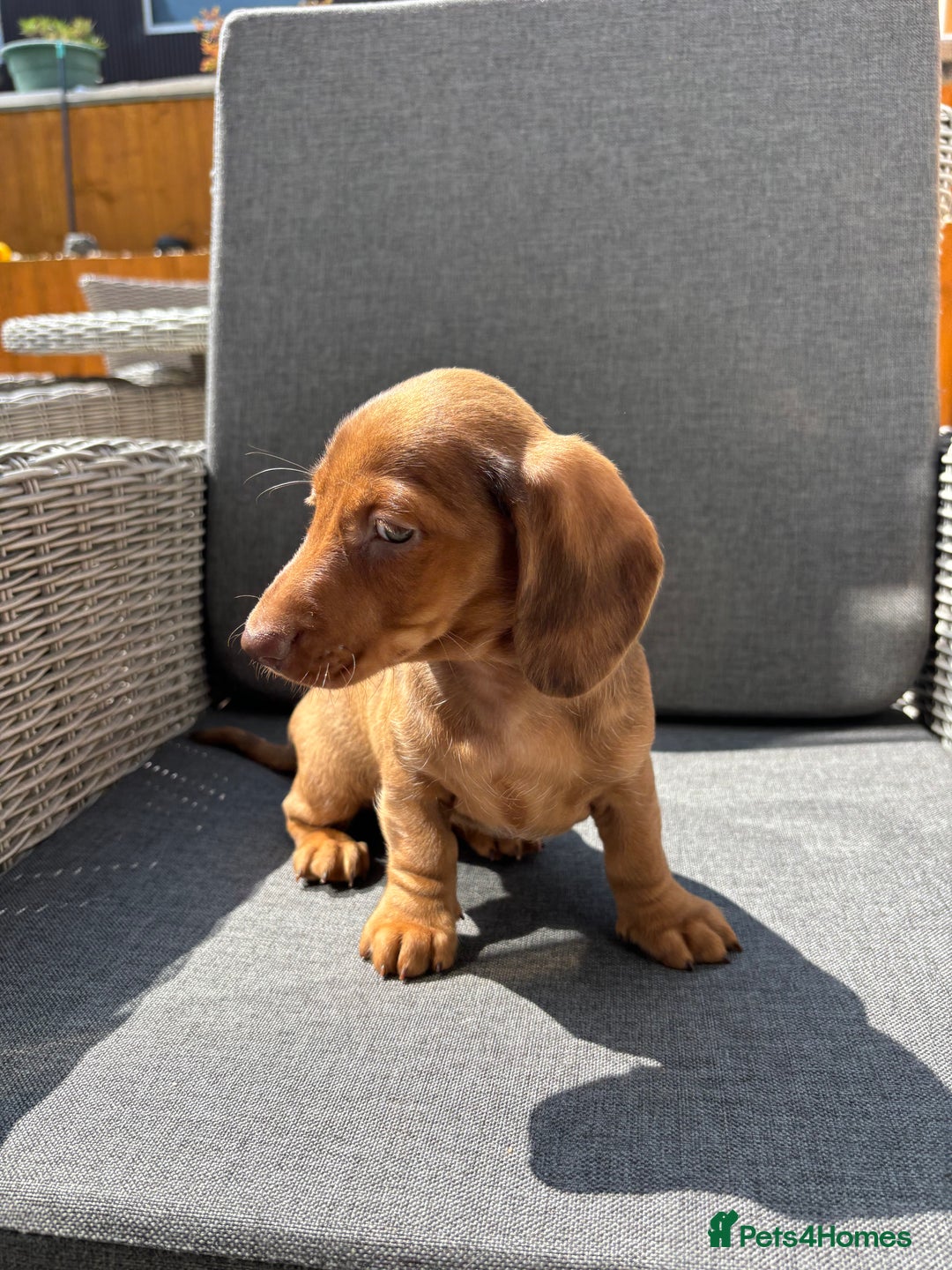 Miniature Dachshund dogs for sale: Dachshund puppies - Image 15