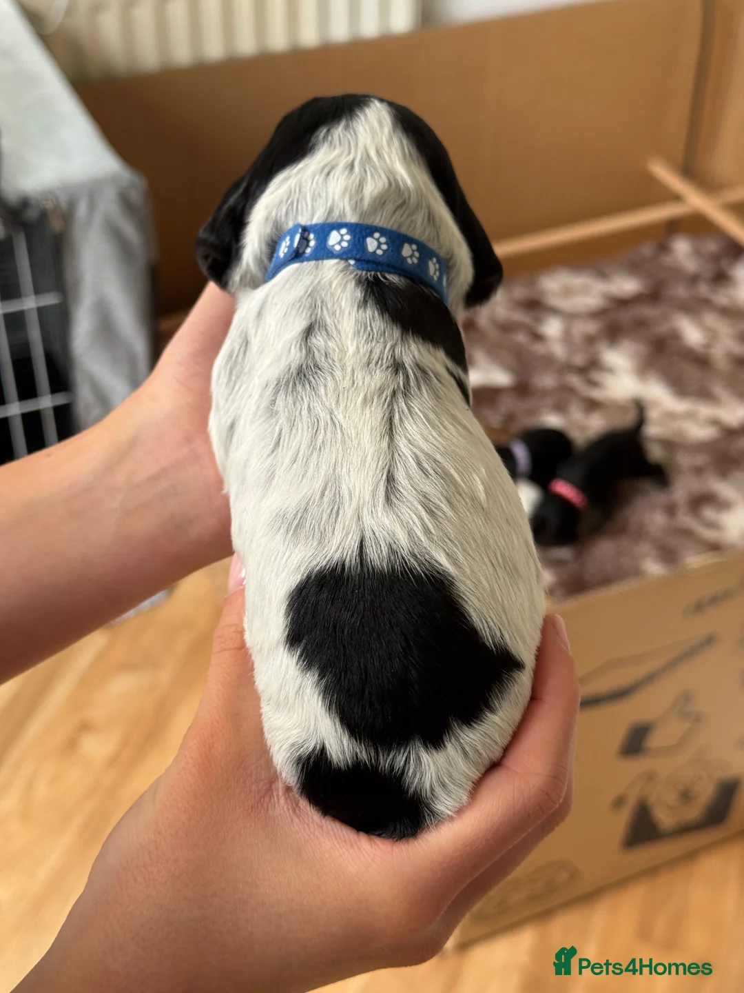 Cocker Spaniel dogs for sale: 4 “show” cocker spaniels  - Advert 12