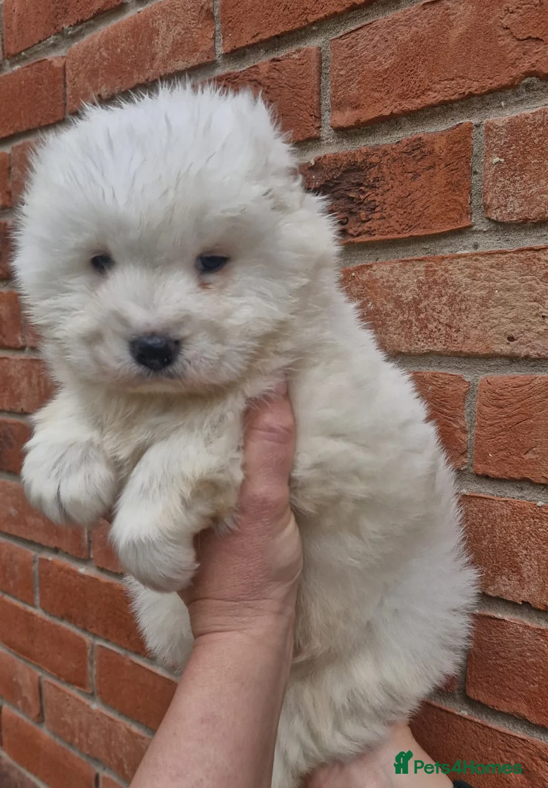 Samoyed dogs for sale: A beautiful little Samoyed girl for sale in Ashbourne - Advert 11