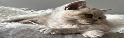 British Longhair cats for sale: **Only 2 Remaining! GCCF British LH/SH Kittens ** - Advert 29