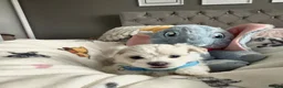 Maltese dogs for sale: GORGEOUS KOREAN MALTESE PUPPIES - Advert 6