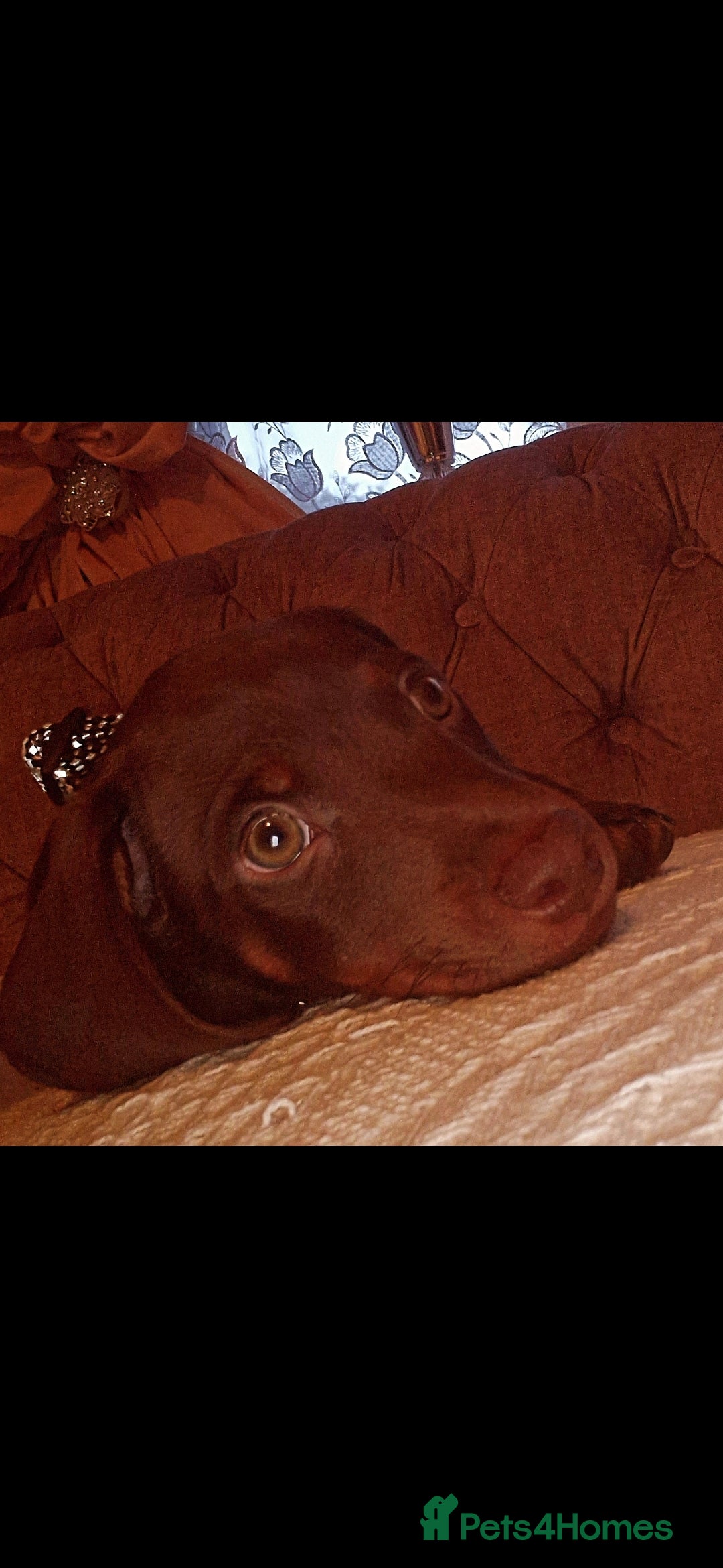 Dachshund dogs Standard Dachshund - Advert 17