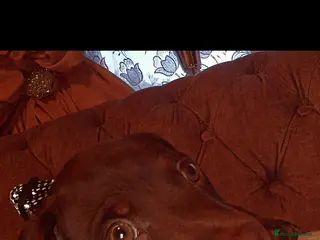 Dachshund dogs Standard Dachshund - Advert 17