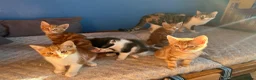 Mixed Breed cats for sale: 4 ginger males and 1 black and white female in Manchester - Advert 6