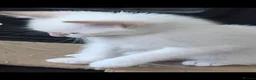 Snowshoe cats for sale: Rare TICA registered Snowshoe kittens - Advert 16