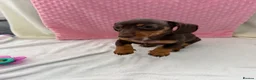 Miniature Dachshund dogs for sale: Miniature dachshund puppies in Largs - Advert 17