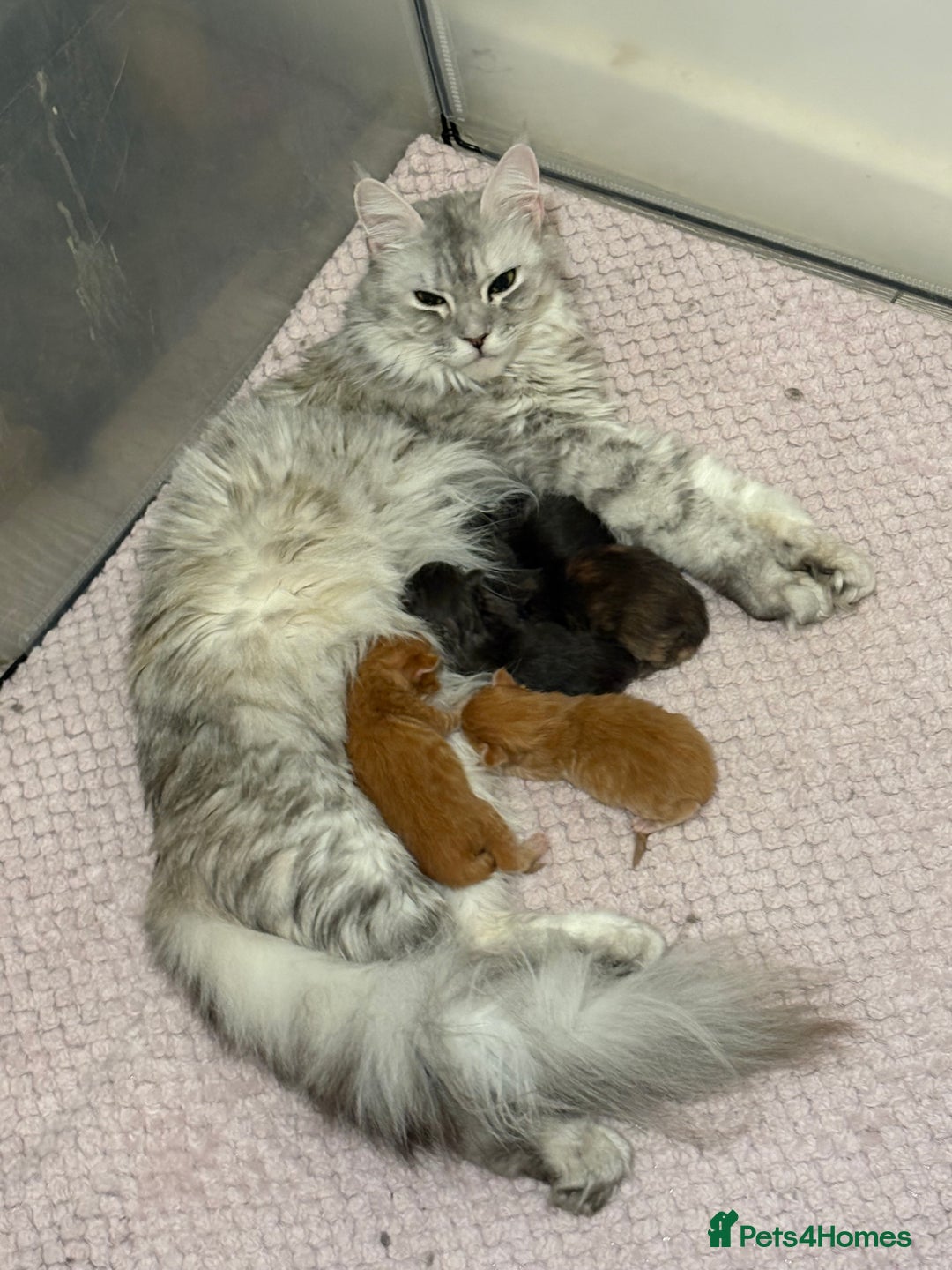 Maine Coon cats for sale: TICA registered Maine coon kittens rare red girl  - Advert 2