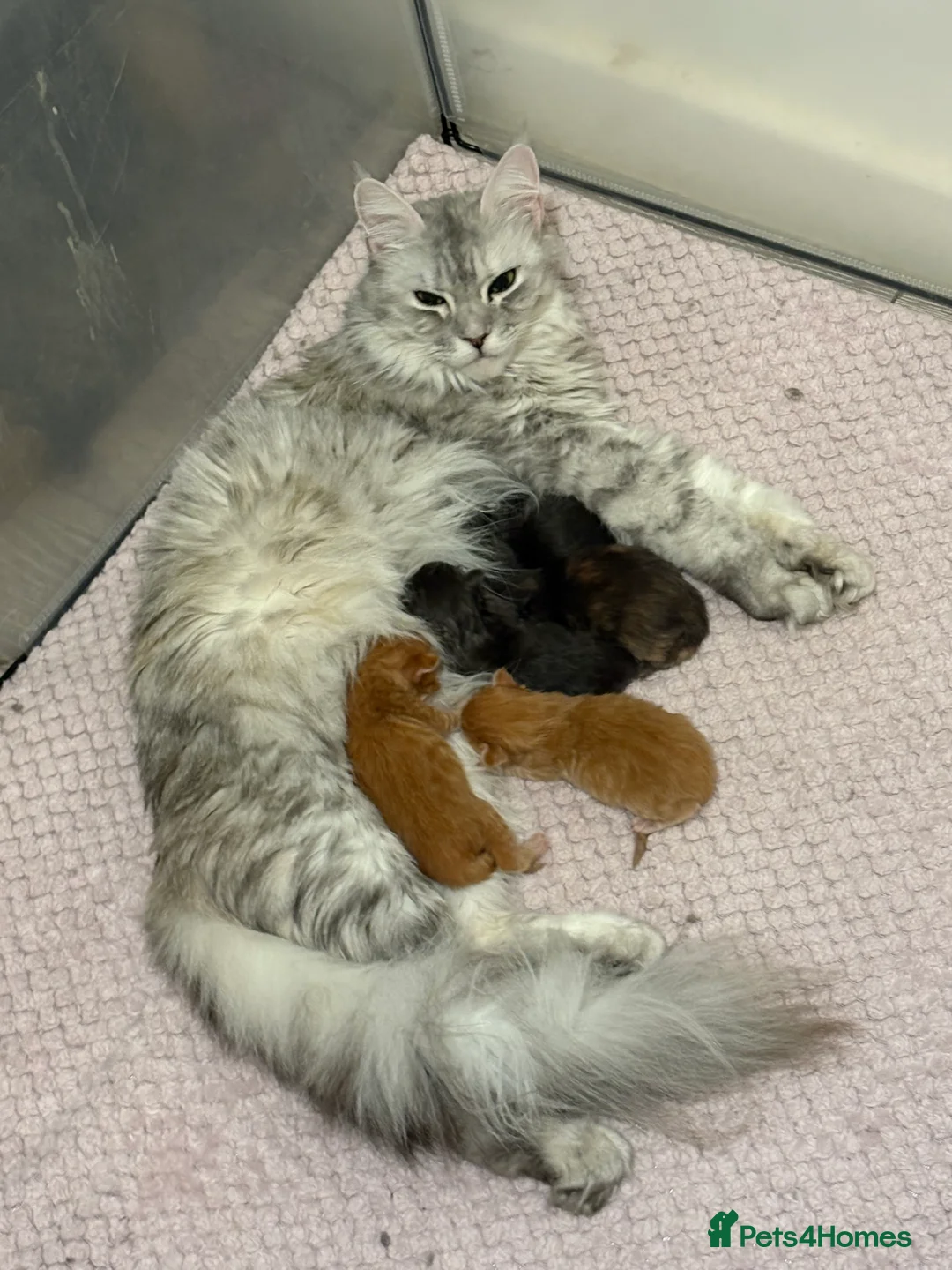 Maine Coon cats for sale: TICA registered Maine coon kittens - Advert 3