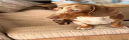 Miniature Dachshund dogs for stud: 🤎🐾 STUNNING MINIATURE CHOCOLATE DAPPLE & TAN - Advert 10