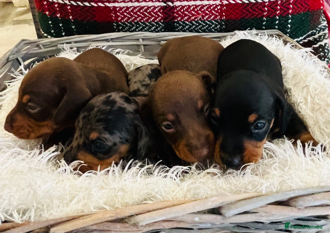 Miniature Dachshund dogs for sale: Beautiful true kc reg miniature dachshunds - Advert 12