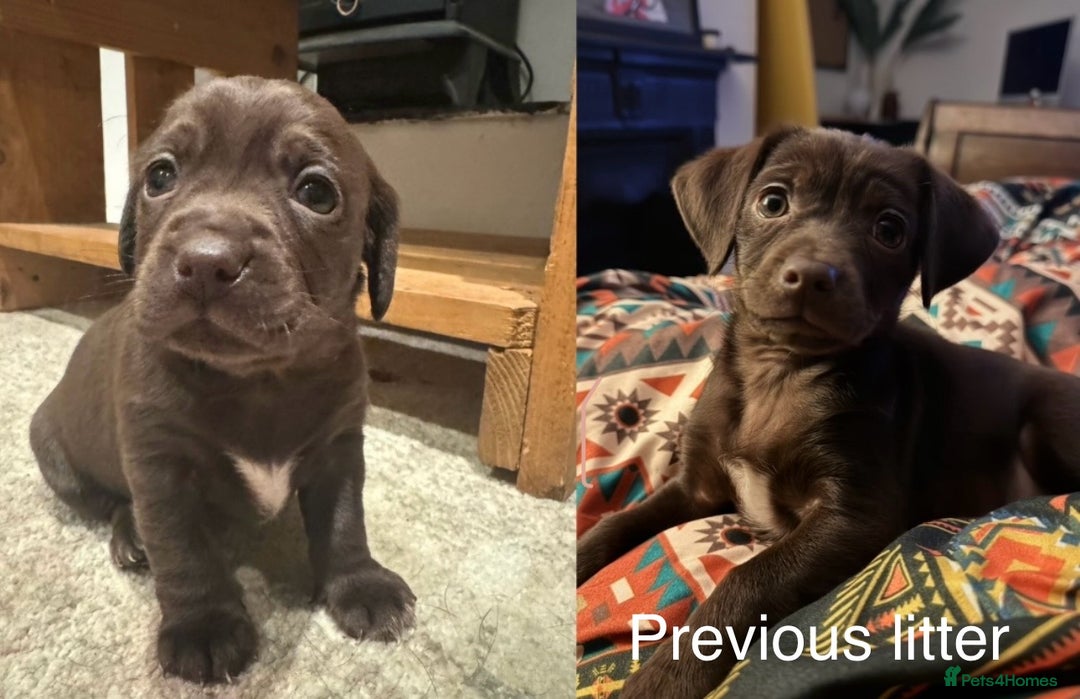 Mixed Breed dogs for sale: Chihuahua x  - Advert 3