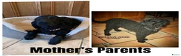 Cockapoo dogs for sale: Stunning Cockapoo Puppies - Only 2 Puppies Left  - Advert 14