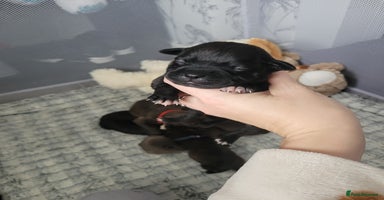Mixed Breed dogs - Advert 6