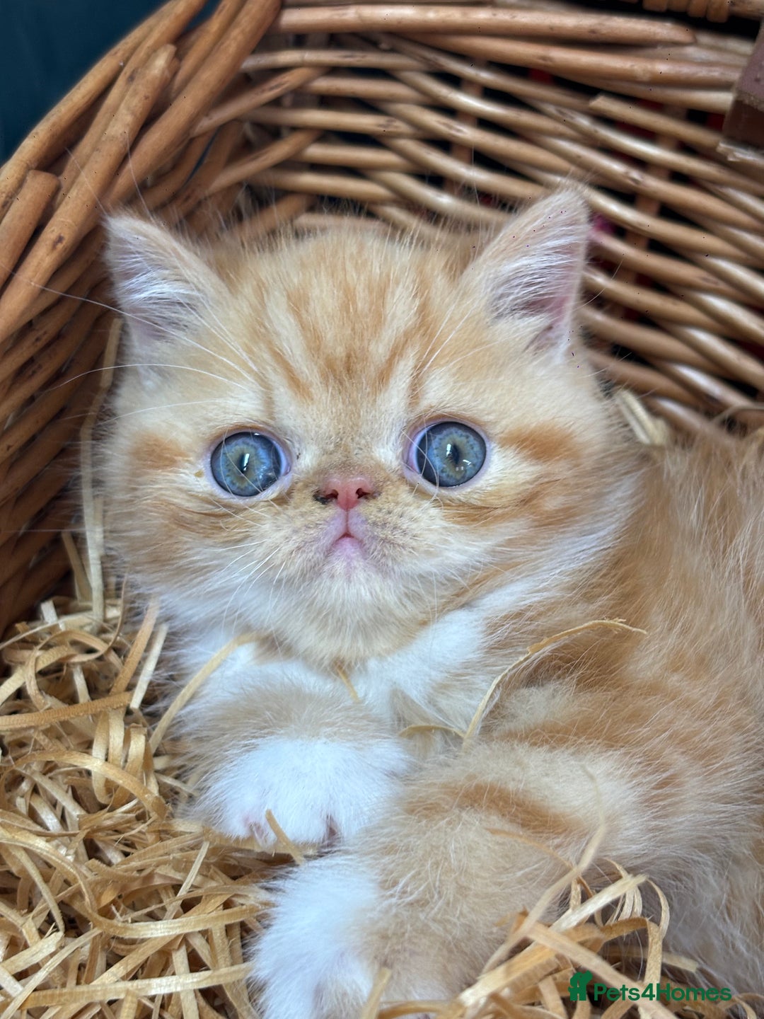 Exotic cats for stud: MALE EXOTIC STUD ( STUD ONLY ) - Image 3
