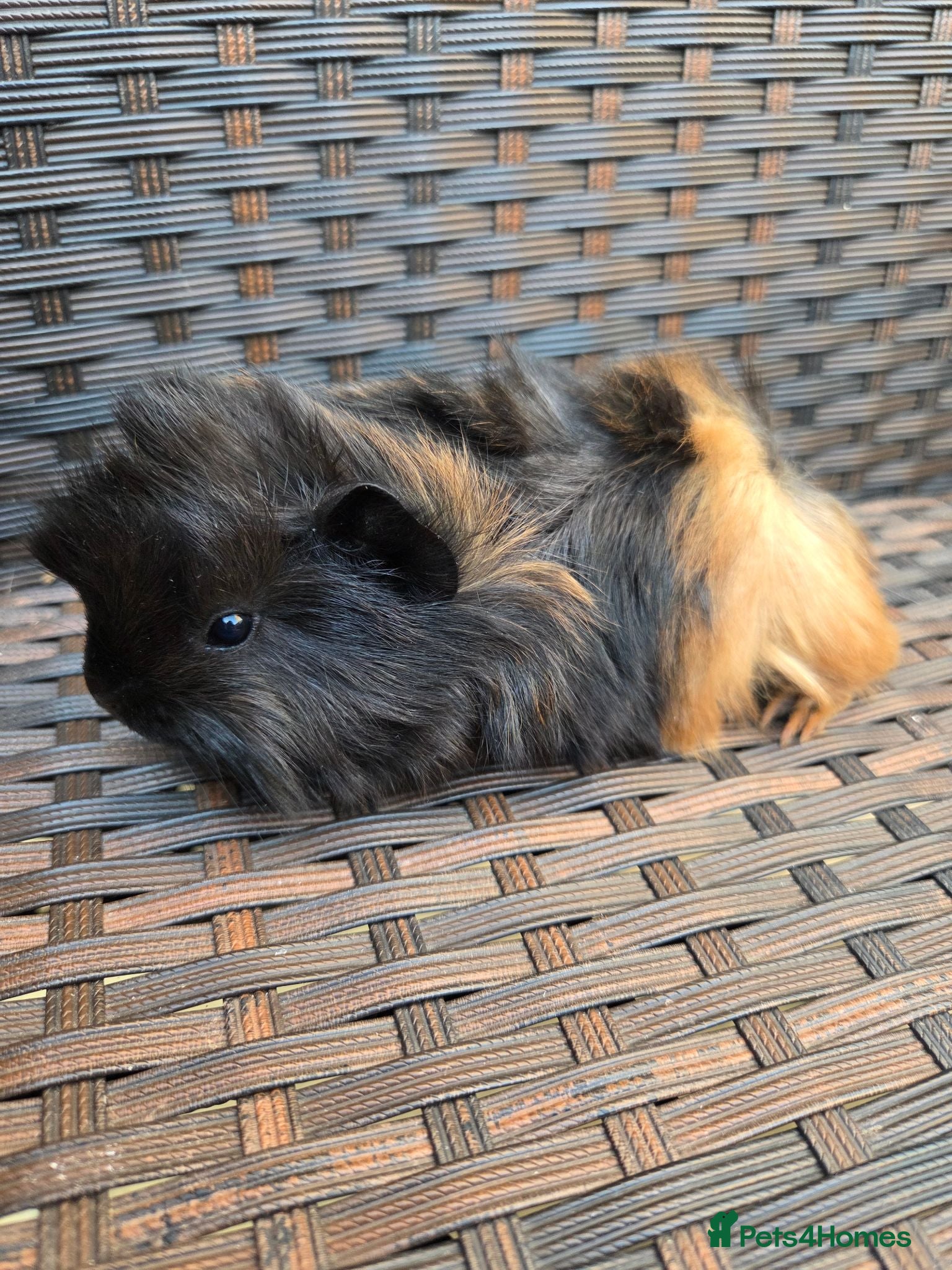 Guinea Pig rodents Half Peruvian baby brothers  - Advert 1