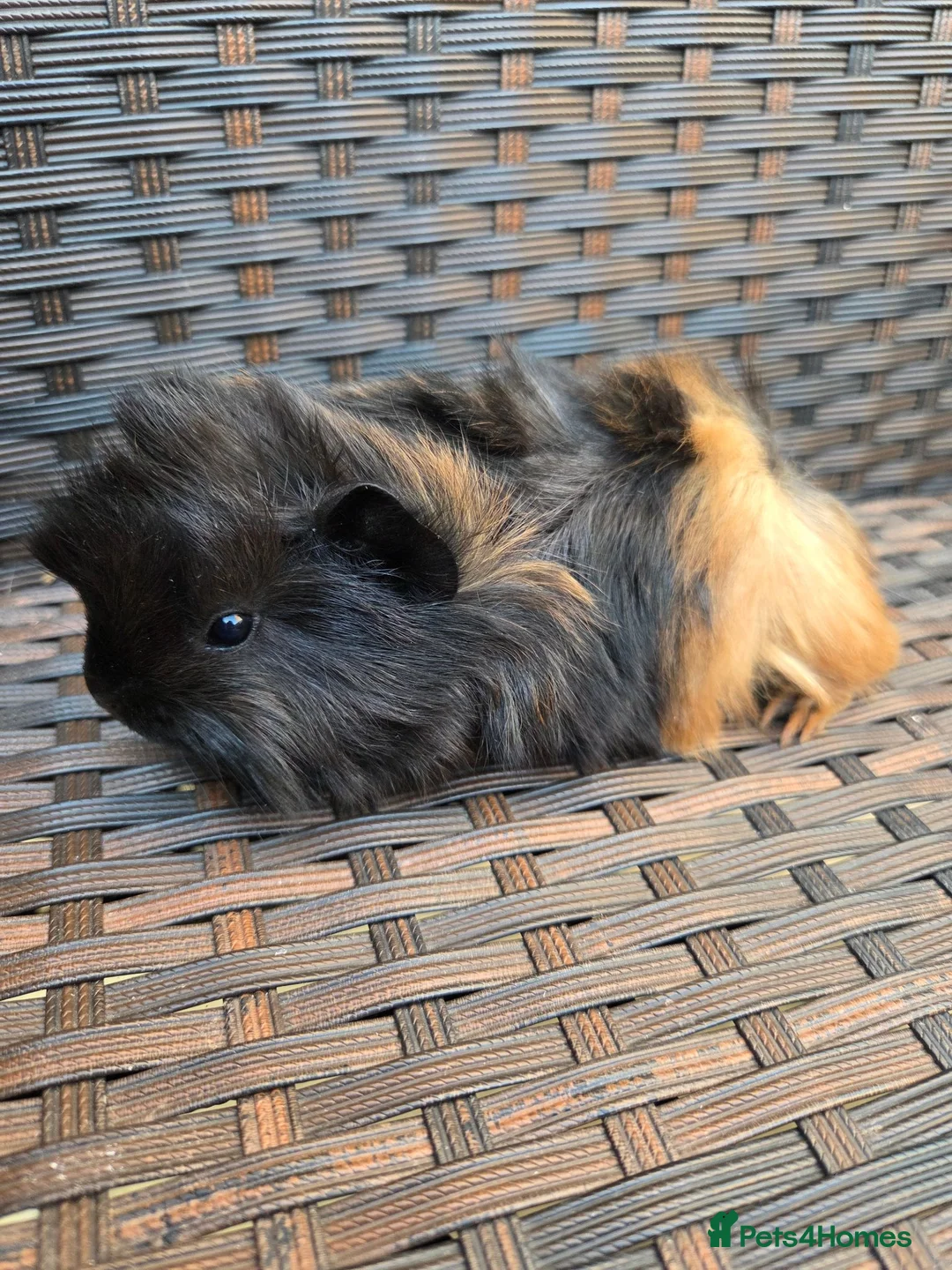Guinea Pig rodents for sale: Half Peruvian baby brothers  - Advert 1