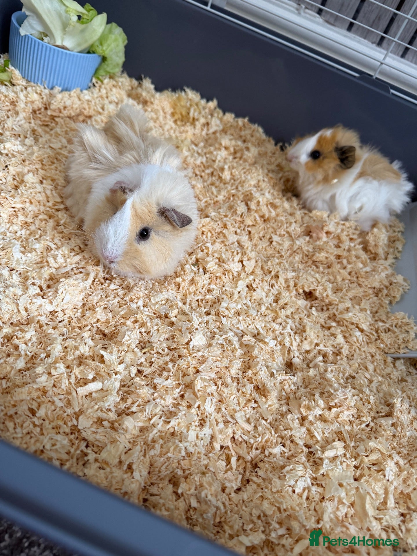 Guinea Pig rodents for sale: Male guinea pigs  - Advert 1
