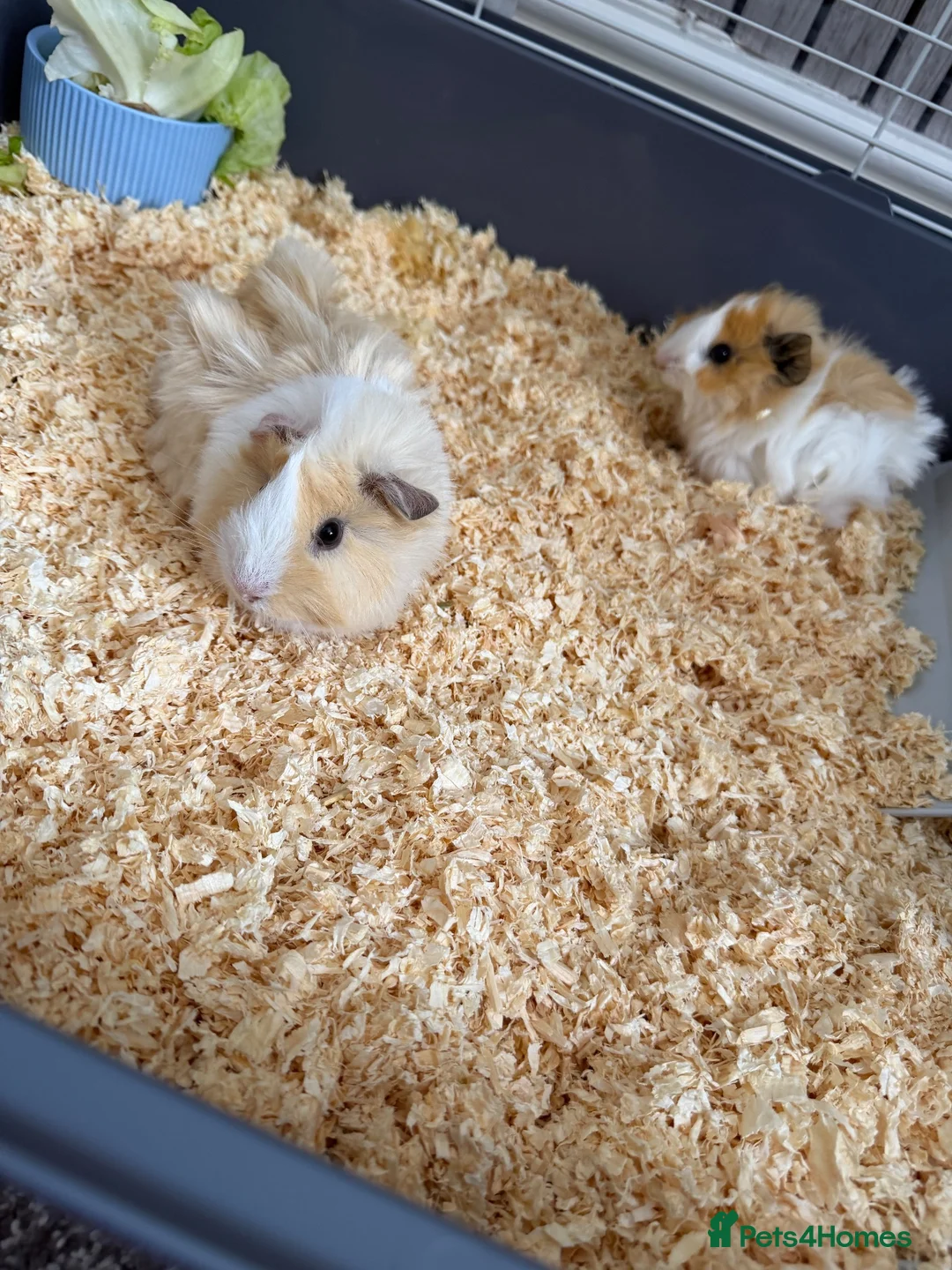 Guinea Pig rodents for sale: Male guinea pigs  in Treharris - Advert 1