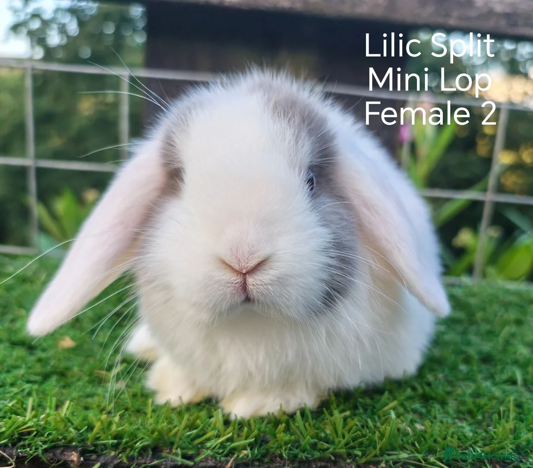 Mini Lop rabbits for sale: Various Mini Lop Babies  - Advert 2