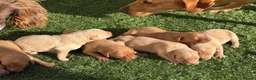 Labrador Retriever dogs for sale: 🐾 8 beautiful Labrador puppies  in Melton Mowbray - Advert 2