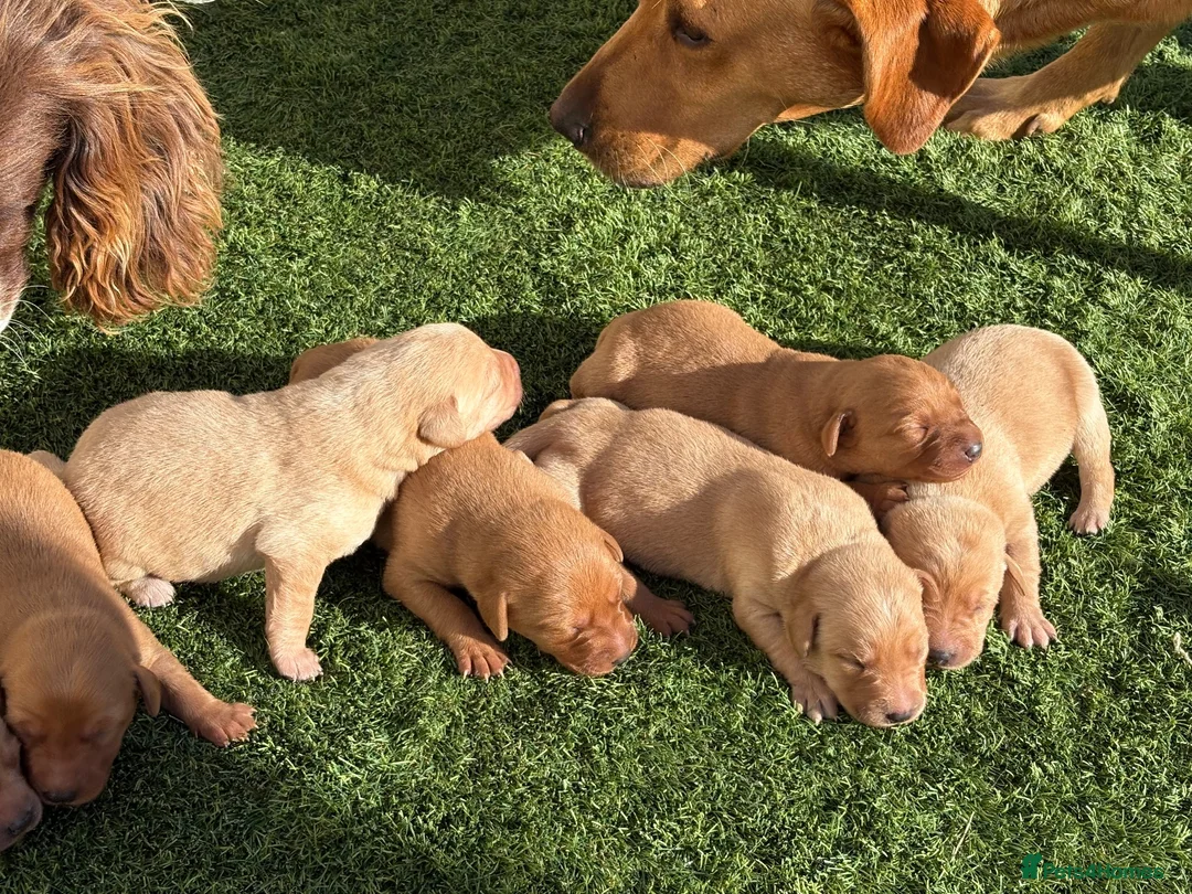 Labrador Retriever dogs for sale: 🐾 8 beautiful Labrador puppies  in Melton Mowbray - Advert 2