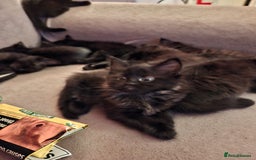 British Longhair cats for sale: 8 kittens for sale - Image 8