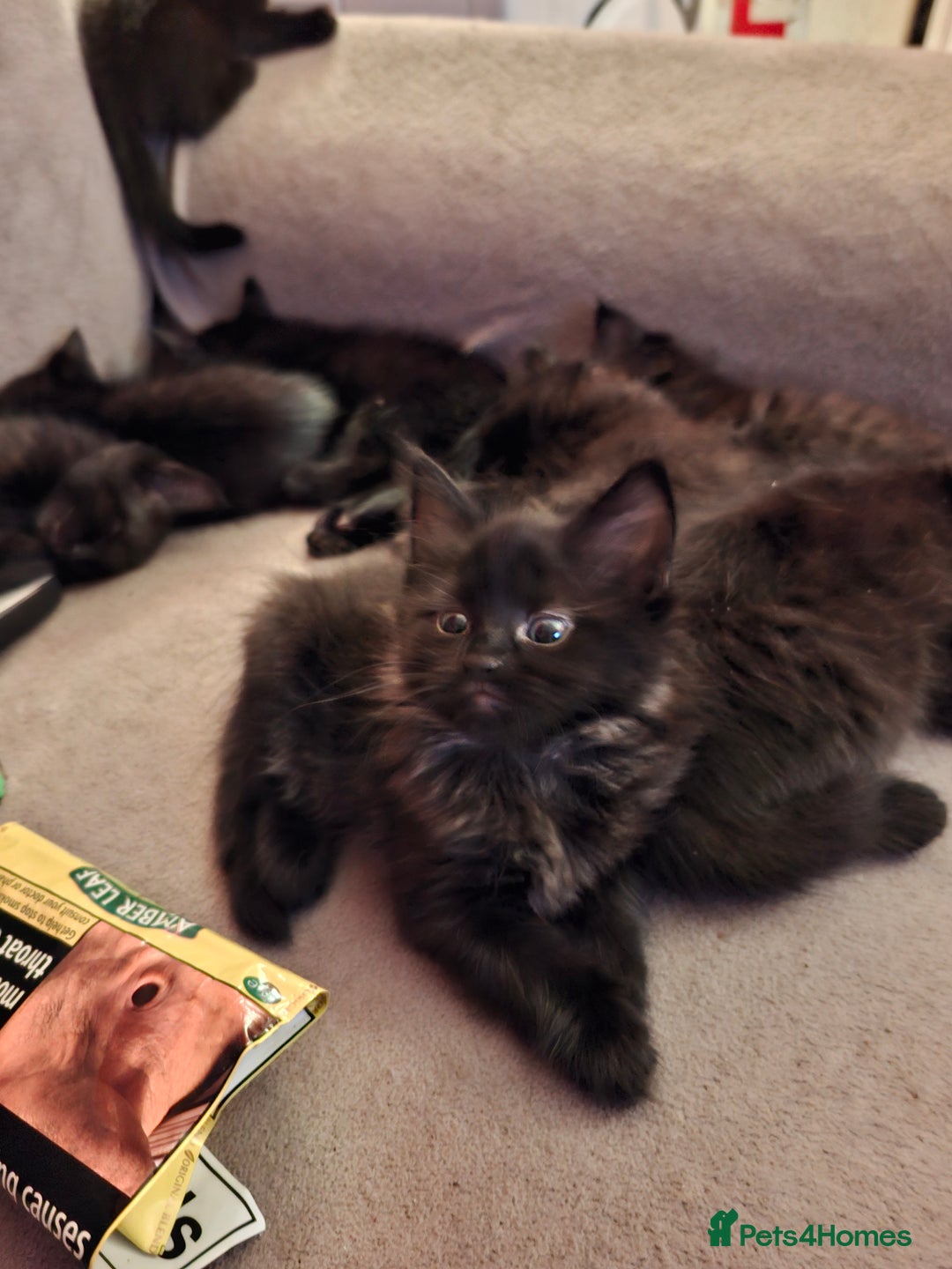 British Longhair cats for sale: 8 kittens for sale - Image 8