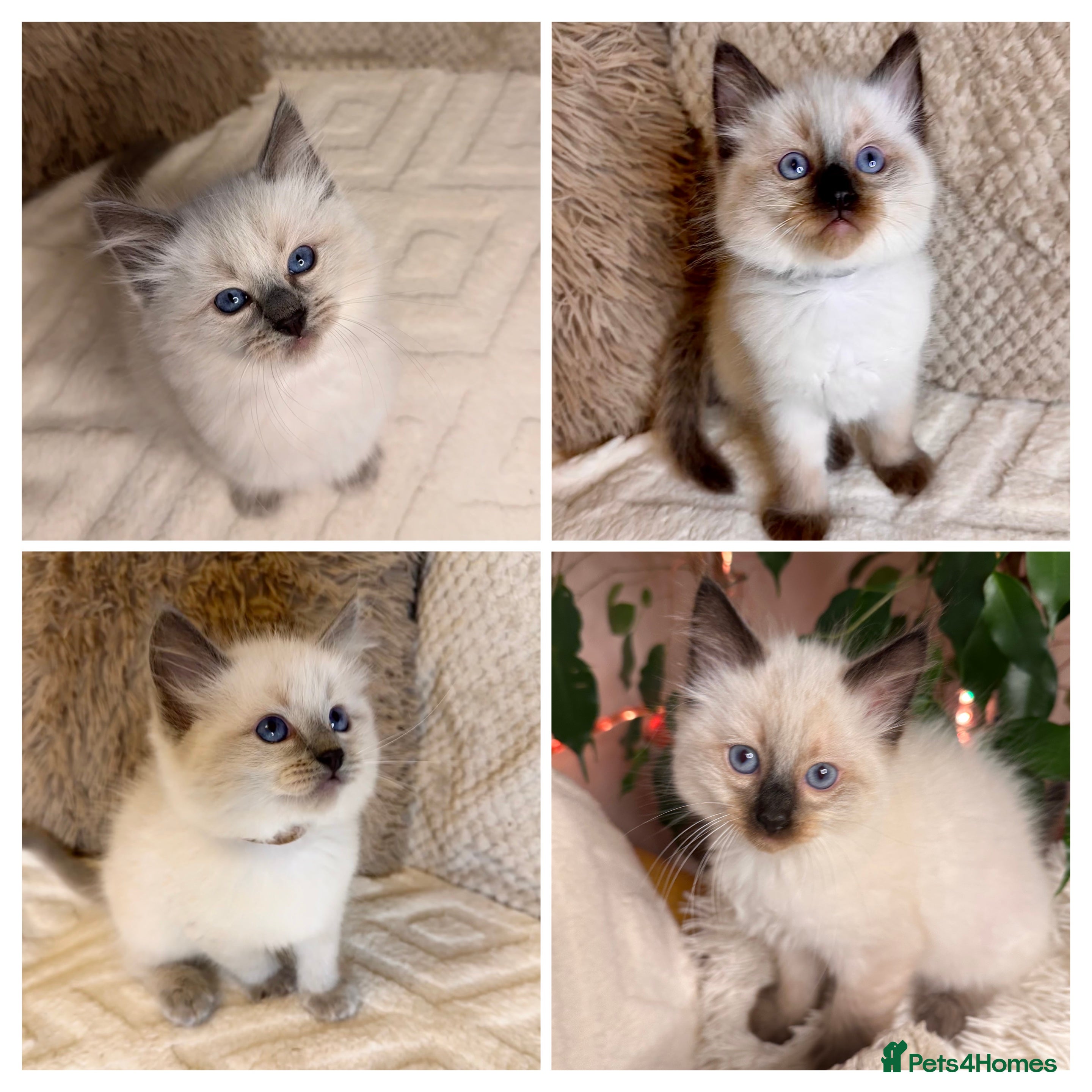 Ragdoll cats 🌺 2 boys left 🌸 8weeks Purebred Ragdoll🩷 - Advert 2