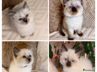 Ragdoll cats 🌺 2 boys left 🌸 8weeks Purebred Ragdoll🩷 - Advert 3