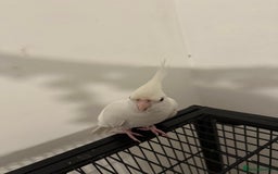 Cockatiels birds for sale: Beautiful albino red eye female cockatiel  - Image 2