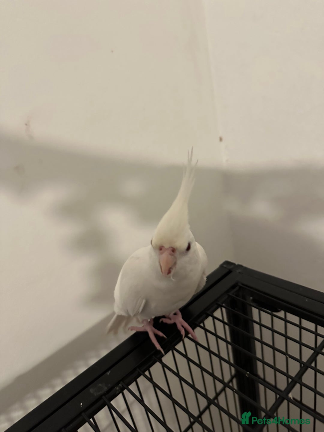 Cockatiels birds for sale: Beautiful albino red eye female cockatiel  - Image 2