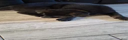 German Shepherd dogs for sale: 1 girl  left shepkita puppies  - Advert 3