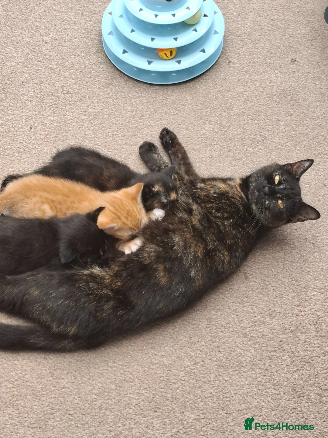 Mixed Breed cats for sale: 3 absolutely stunnimg kittens - Advert 1