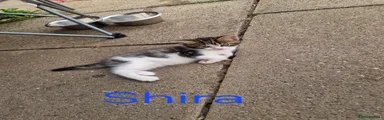 Shira