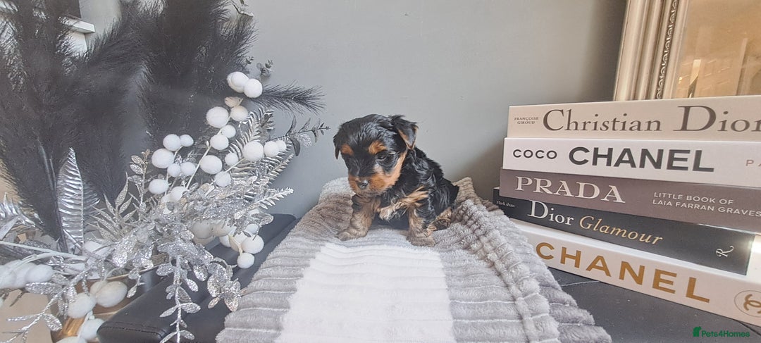 Yorkshire Terrier dogs for sale: Beautiful Biewer Yorkshire pups*LASTBOY Readynow* in Andover - Image 34