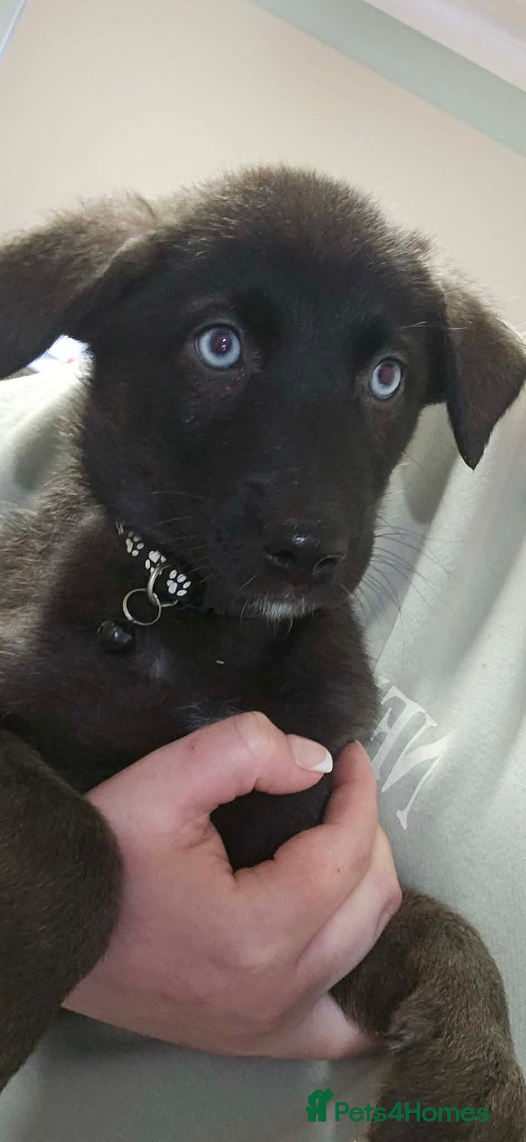 Mixed Breed dogs for sale: Labsky puppy’s  - Advert 5