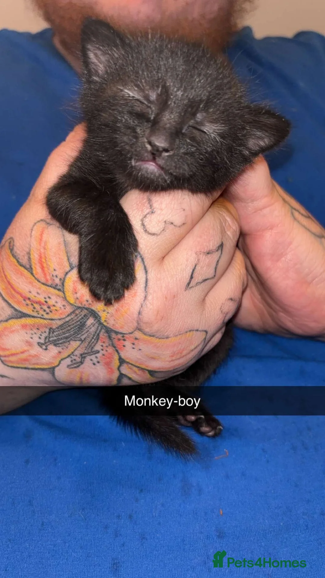 Mixed Breed cats for sale: Kittens for sale in Hamilton - Advert 2