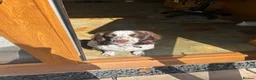 Sprocker dogs for sale: 2.5 year old female sprocker spaniel - Advert 1